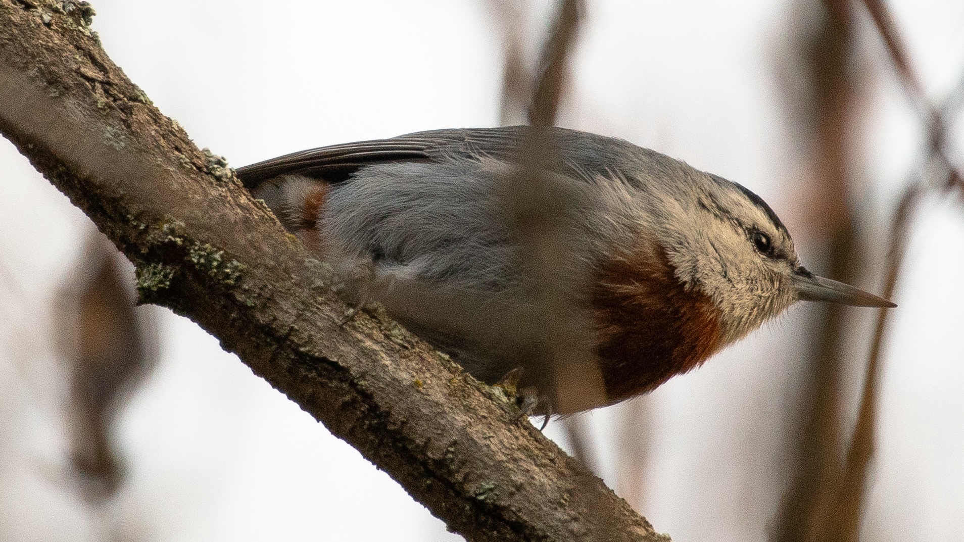Krüper's Nuthatch